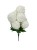 BCH795 bialy2.jpg