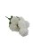 BCH795 bialy.jpg