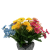 kwiat margaretka bukiet kolorowy (2).png