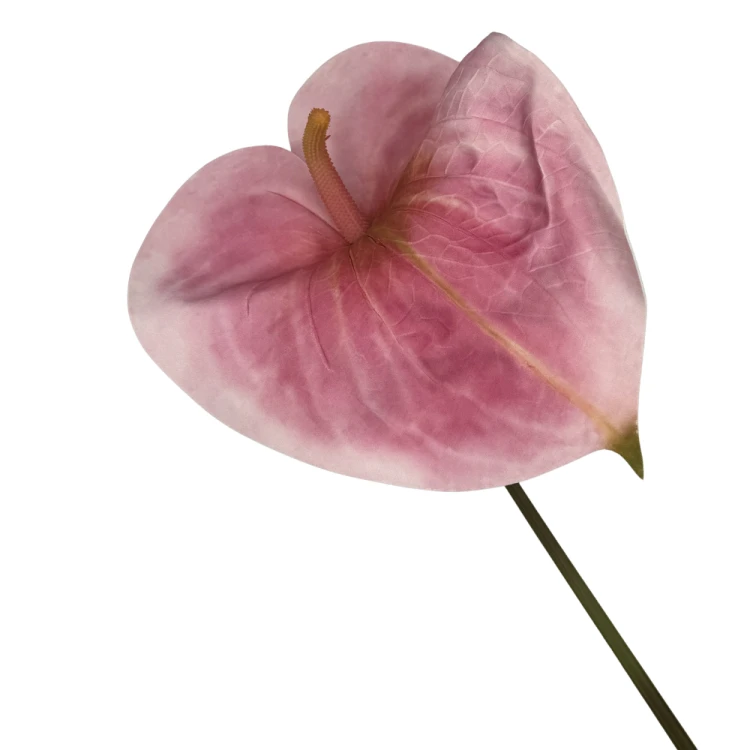 Anturium Piana dekoracyjne na łodydze 85 cm Elegancka Ozdoba do kompozycji florystycznych XL (3).png