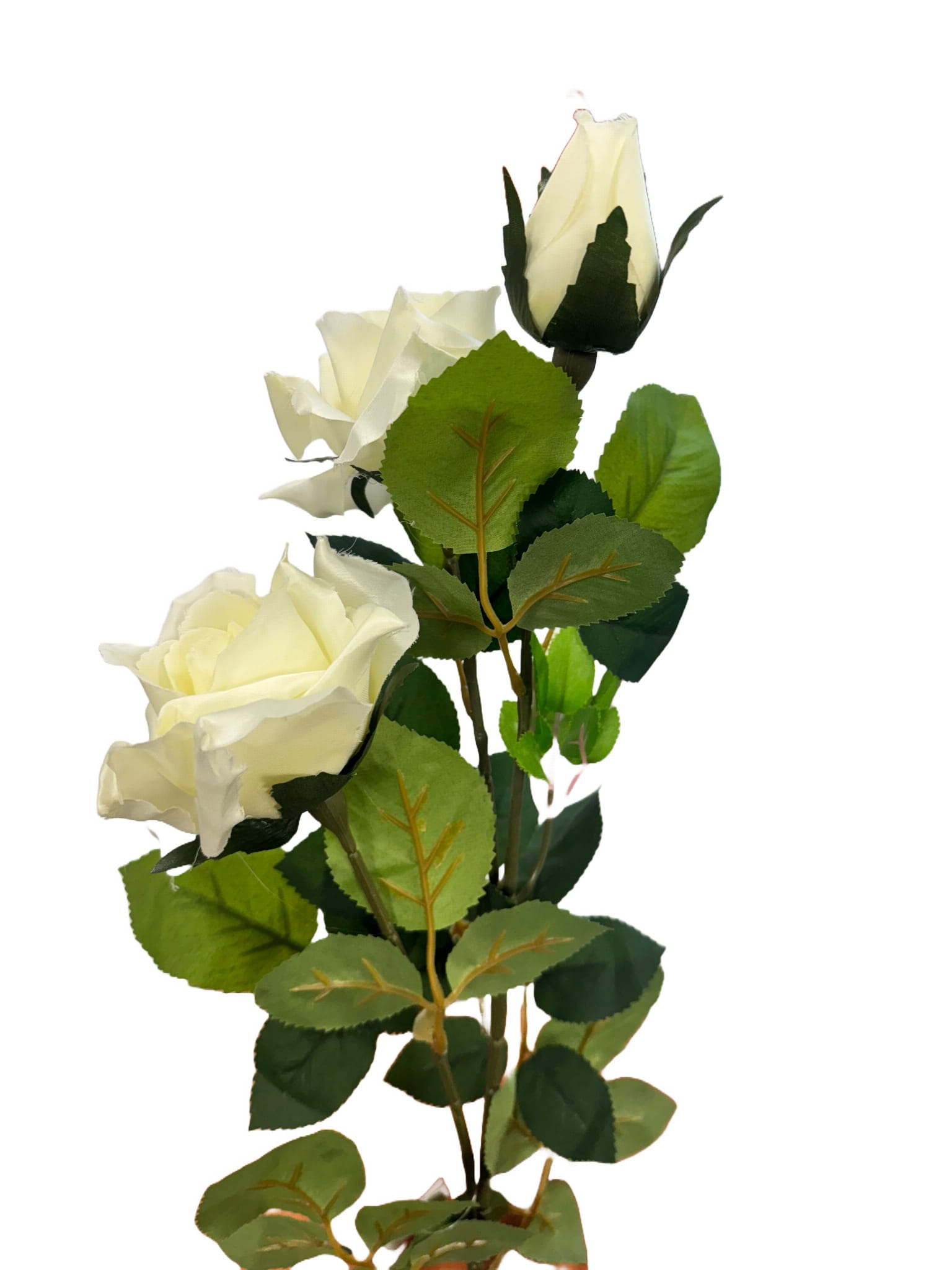 GALR65 biala1.jpg